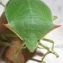 Image of Spined green stink bug