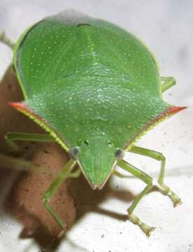 Imagem de Loxa flavicollis (Drury 1773)