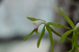 Image of Epidendrum lacertinum Lindl.