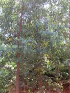 Image of Eucalyptus alligatrix L. A. S. Johnson & K. D. Hill
