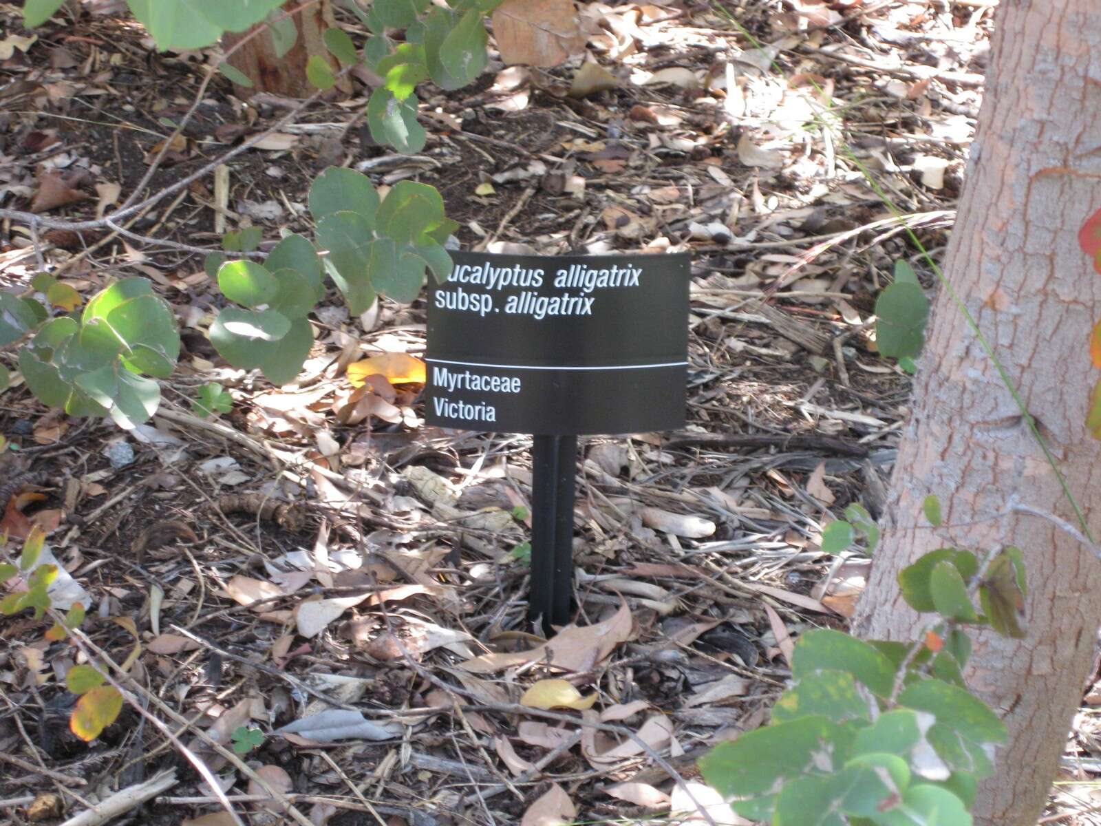 Image of Eucalyptus alligatrix L. A. S. Johnson & K. D. Hill