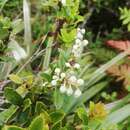 Image of Gaultheria rupestris (G. Forst.) R. Br.