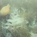 Bugulina californica (Robertson 1905) resmi