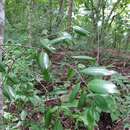 Image of Agonandra racemosa (DC.) Standl.