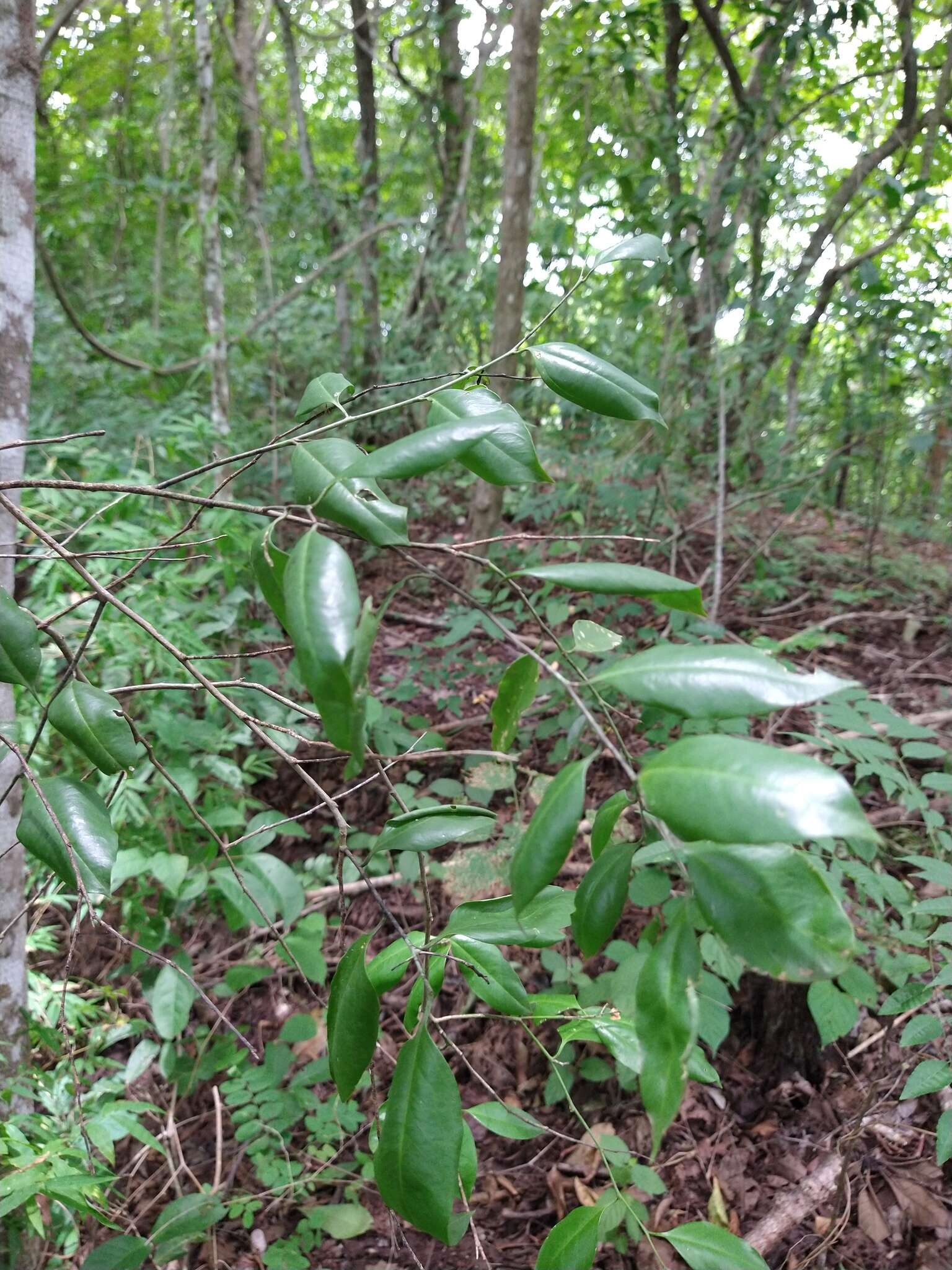 Image of Agonandra racemosa (DC.) Standl.