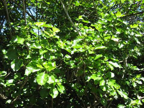 Image of Thunberg's gardenia