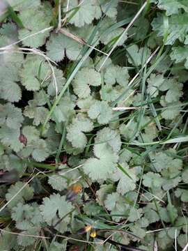 Image of musky marshpennywort