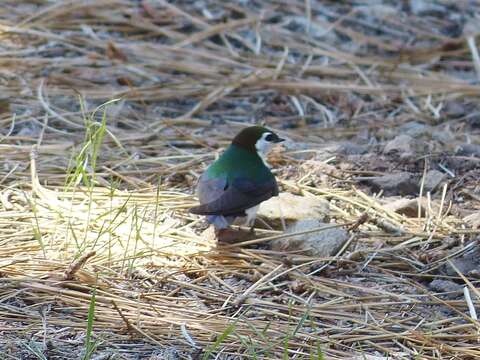 Image of Violet-green Swallow