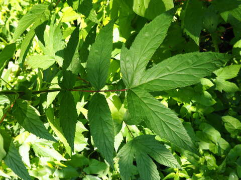 Plancia ëd Filipendula ulmaria (L.) Maxim.