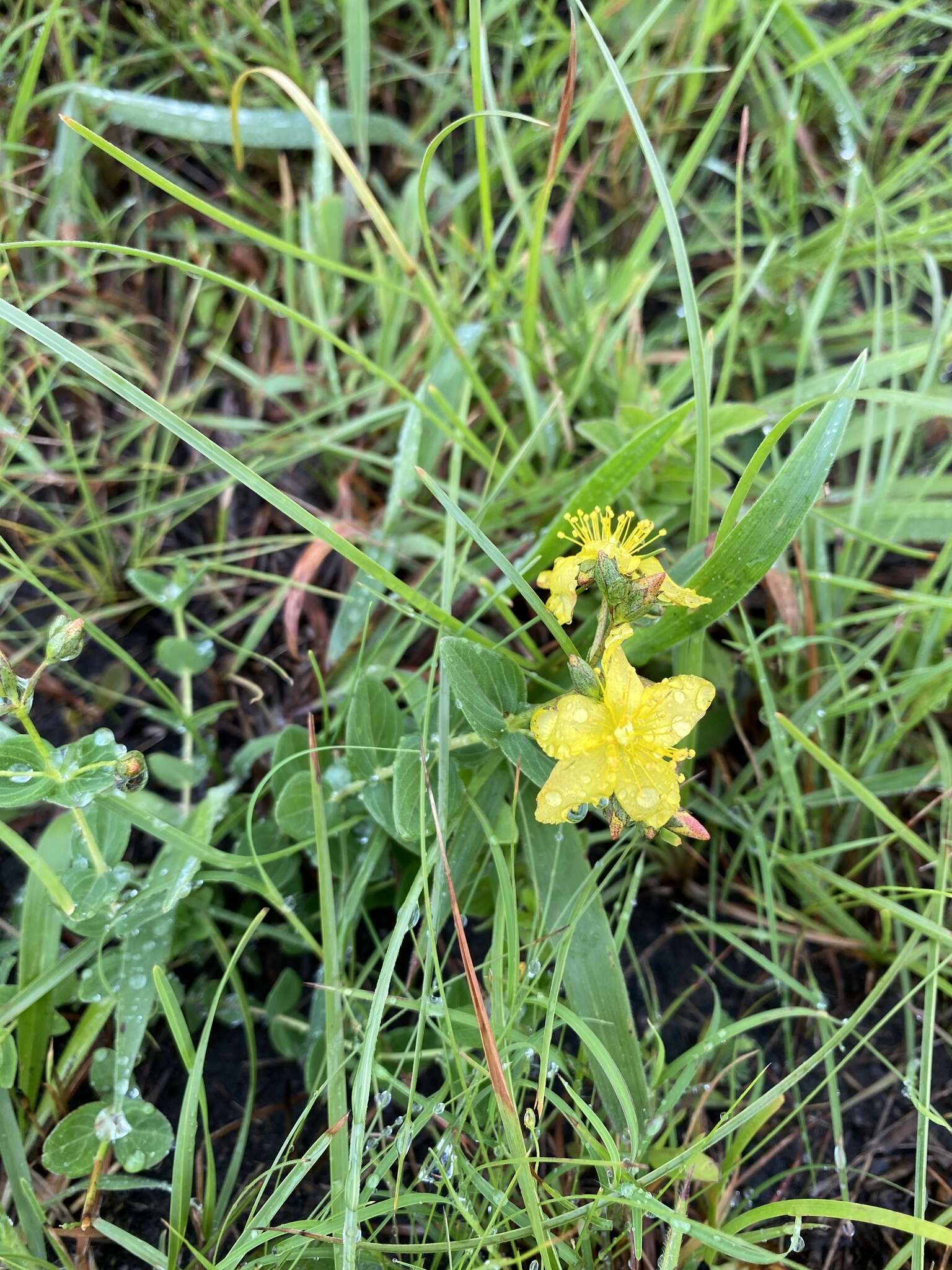 Imagem de Hypericum aethiopicum Thunb.