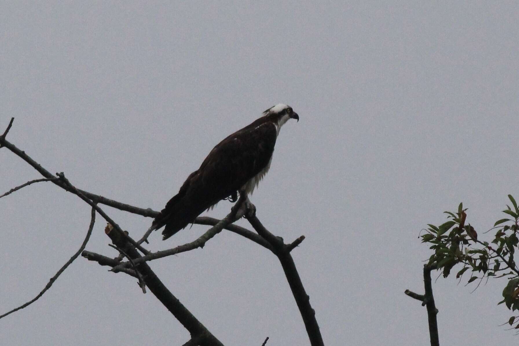 Image of Pandion haliaetus carolinensis (Gmelin & JF 1788)