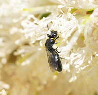 Image of Hylaeus bituberculatus (Smith 1879)