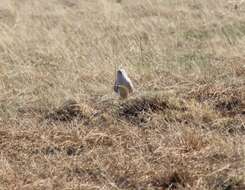 Image of Pallid Harrier