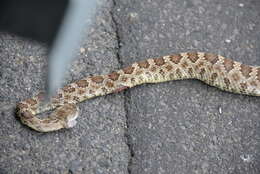 Image of Northern Pacific Rattlesnake