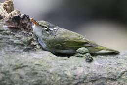 Image of Philippine Leaf Warbler