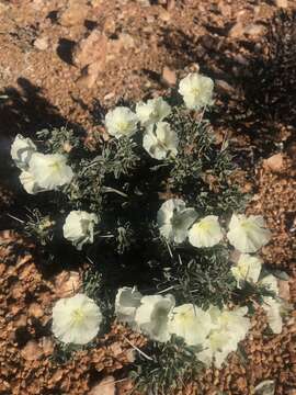 Image of Monsonia crassicaulis (S. E. A. Rehm) F. Albers