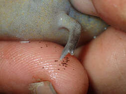 Image of Three-toed Amphiuma