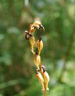 Image of Tall potato orchid