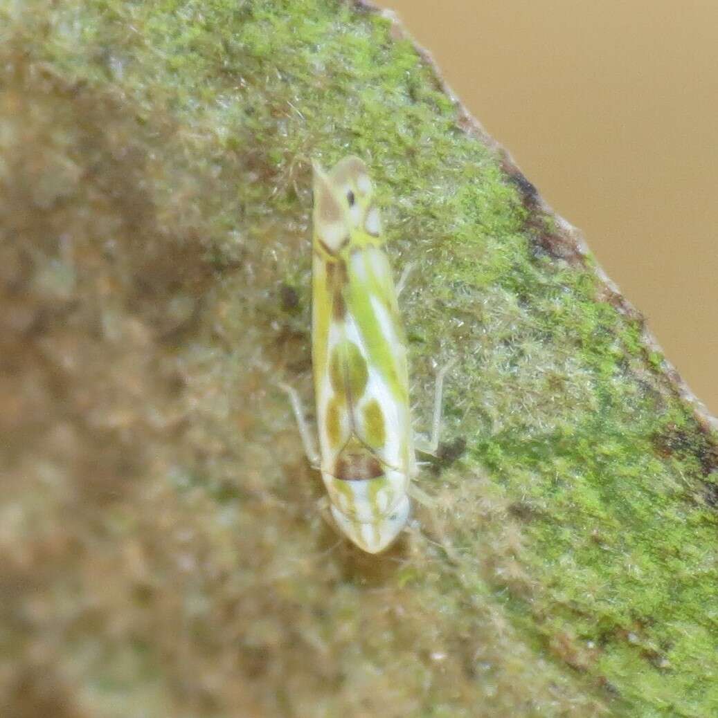 Image of Alconeura (Alconeura) unipuncta (Gillette 1898)