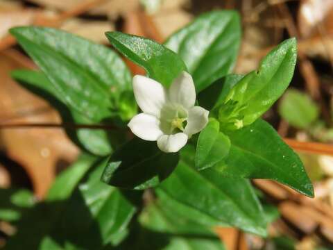 Imagem de Spigelia loganioides (Torr. & Gray) A. DC.