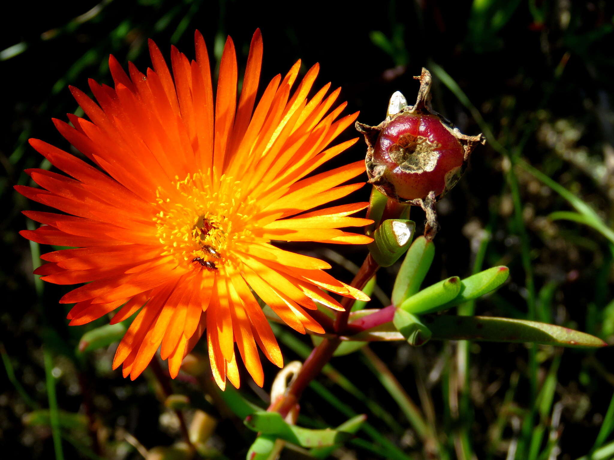 Image of Lampranthus aureus (L.) N. E. Br.