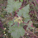 Plancia ëd Xanthium orientale L.