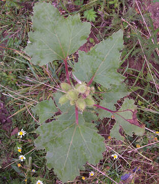 Imagem de Xanthium orientale L.