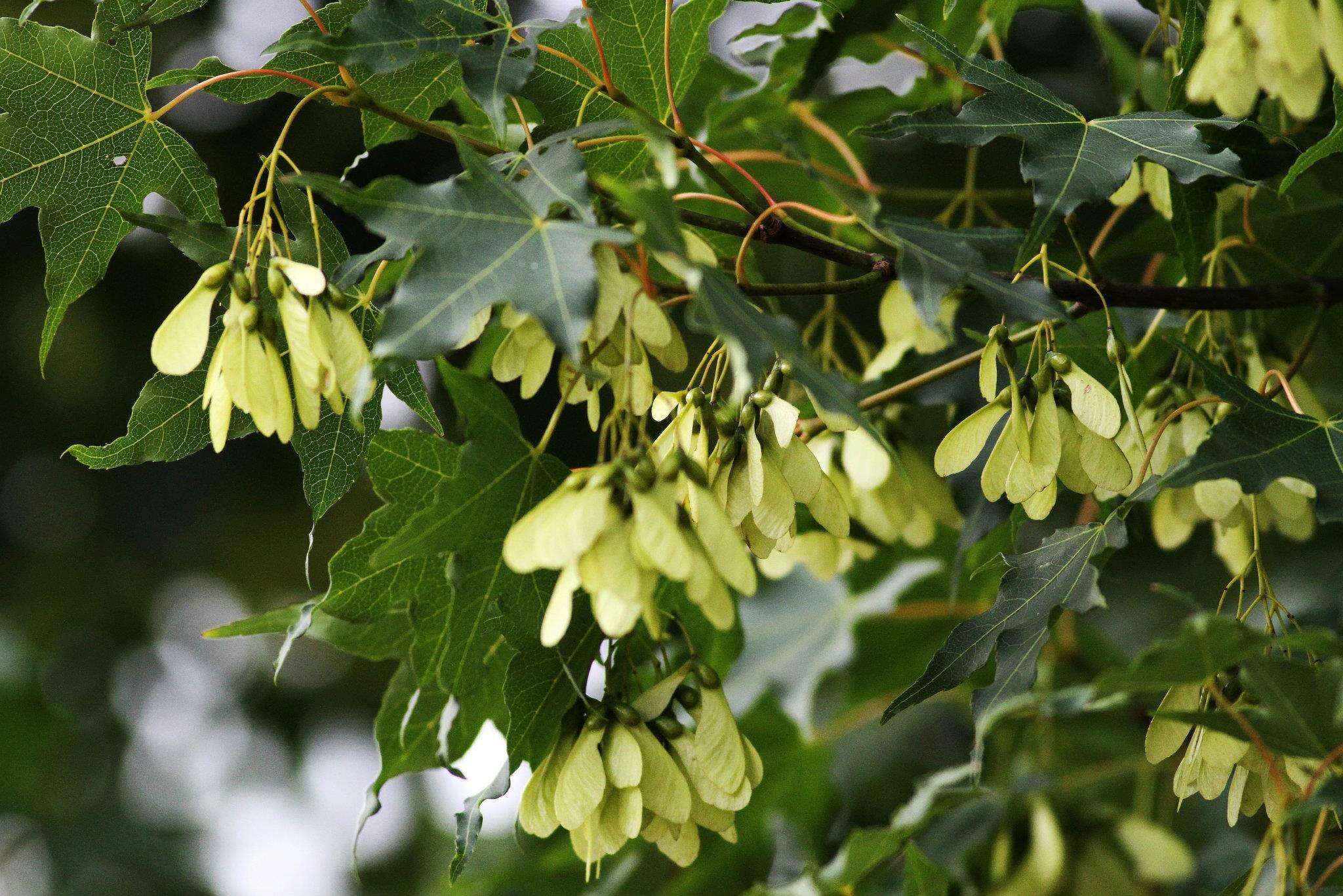 Image de Acer oliverianum subsp. formosanum (Koidz.) E. Murray