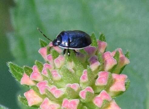 Image of White-margined Burrower Bug