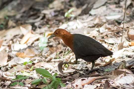 Image of Red-necked Crake