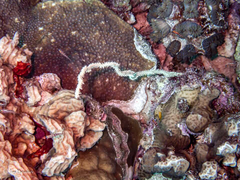 Image of Black Wire Coral