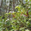 Viburnum triphyllum Benth.的圖片