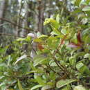 Image of Viburnum triphyllum Benth.