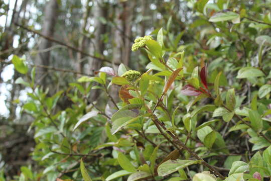 صورة Viburnum triphyllum Benth.