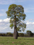 Imagem de Brachychiton rupestris (Lindley) Schumann