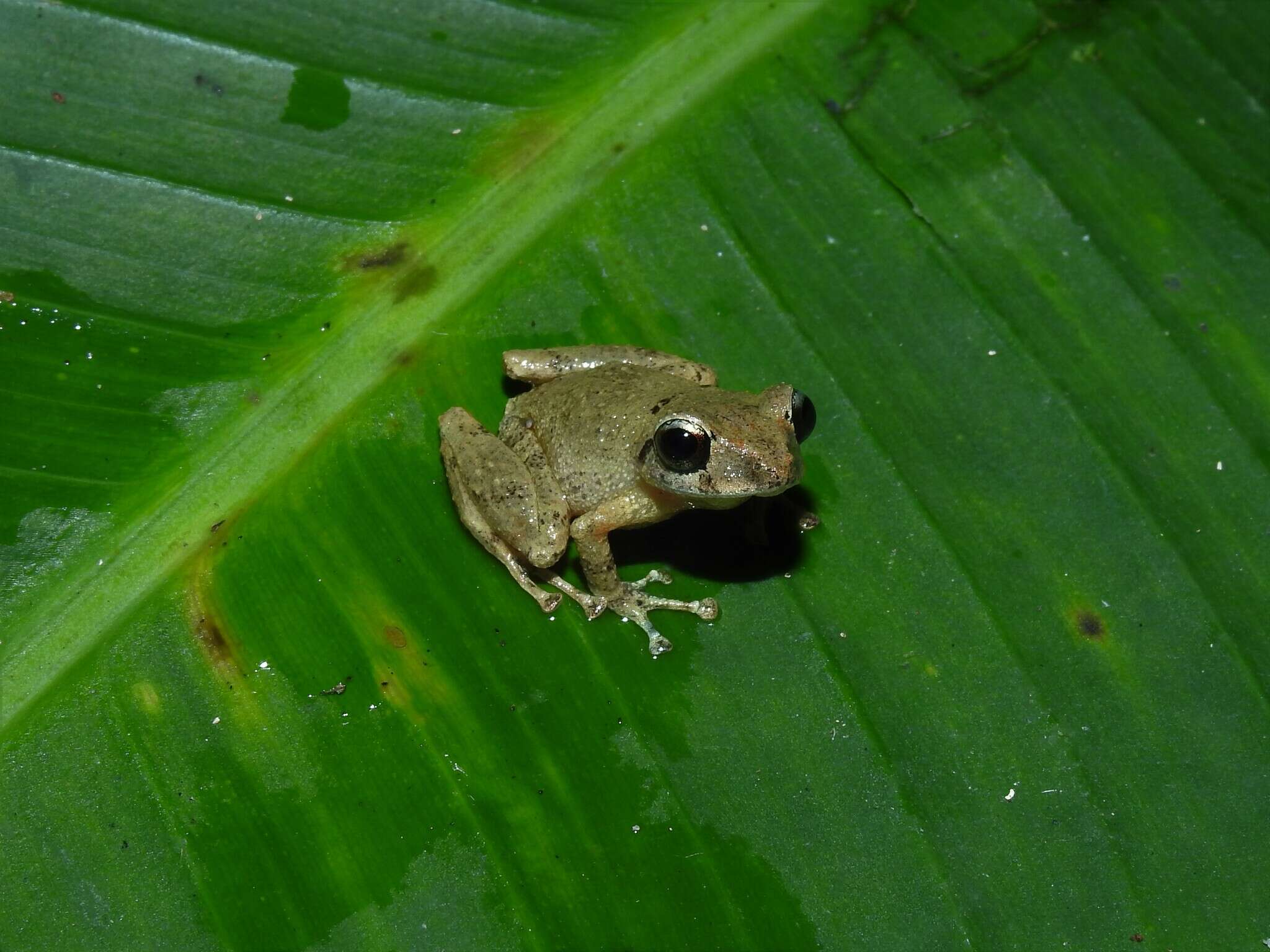 Image of Pristimantis petersi (Lynch & Duellman 1980)