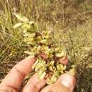 Image of Michoacán lady orchid