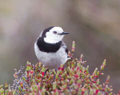 Image of White-fronted Chat