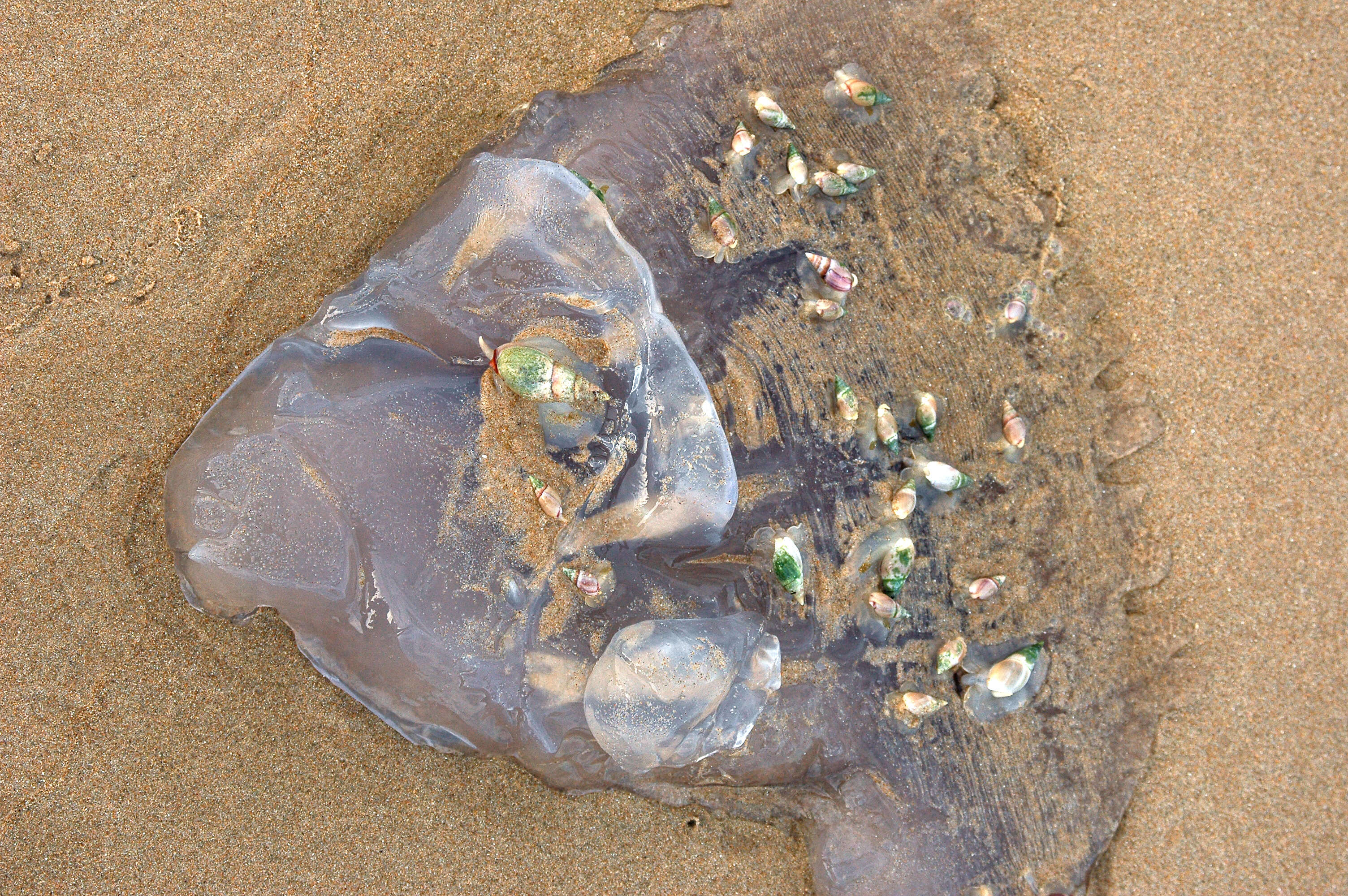 Image of finger plough shell