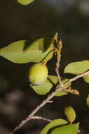 Image of Hugonia longipes H. Perrier