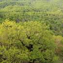 Image of Caucasian Oak