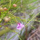 Image of Rough Mint-bush