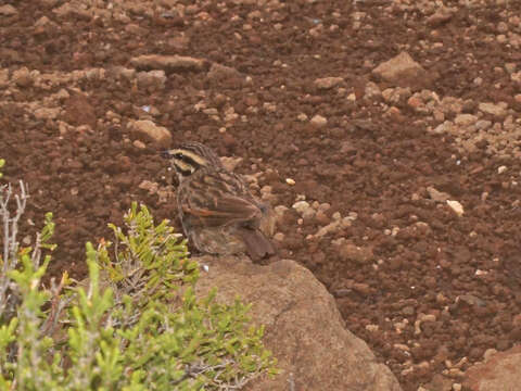 Emberiza capensis basutoensis (Vincent 1950)的圖片