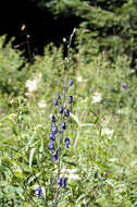 Слика од Aconitum napellus L.