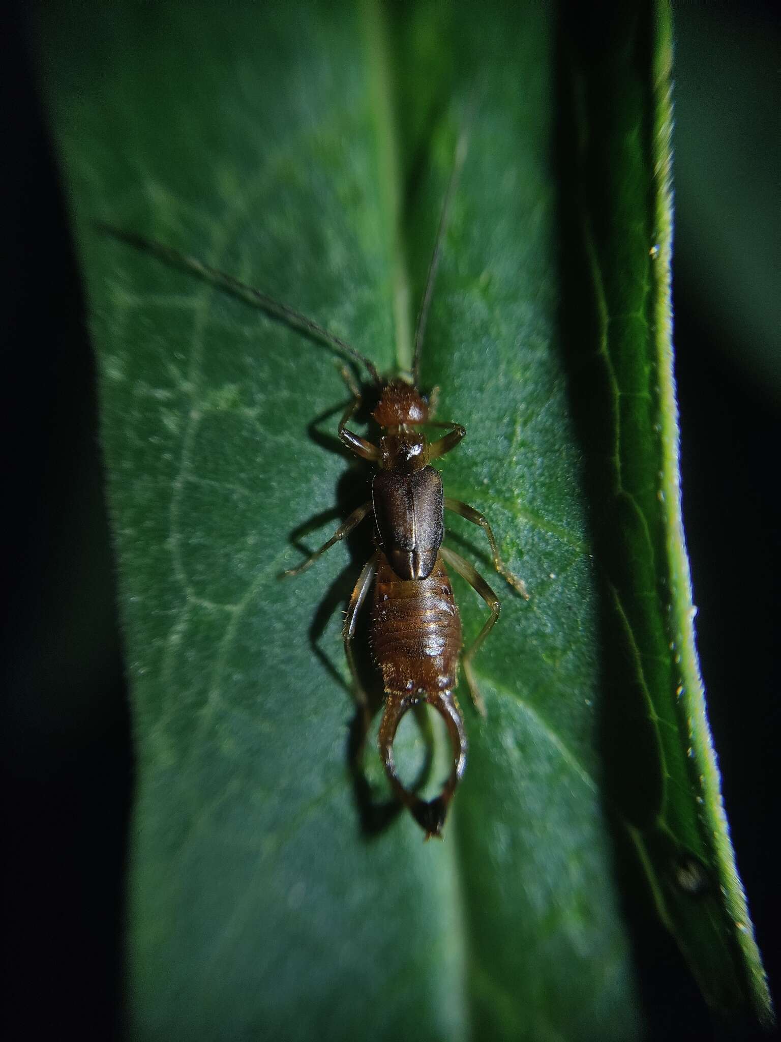 Image of Mixocosmia tolteca (Scudder 1876)