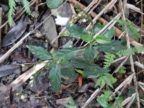 صورة Codonacanthus pauciflorus (Wall. ex Nees) Nees