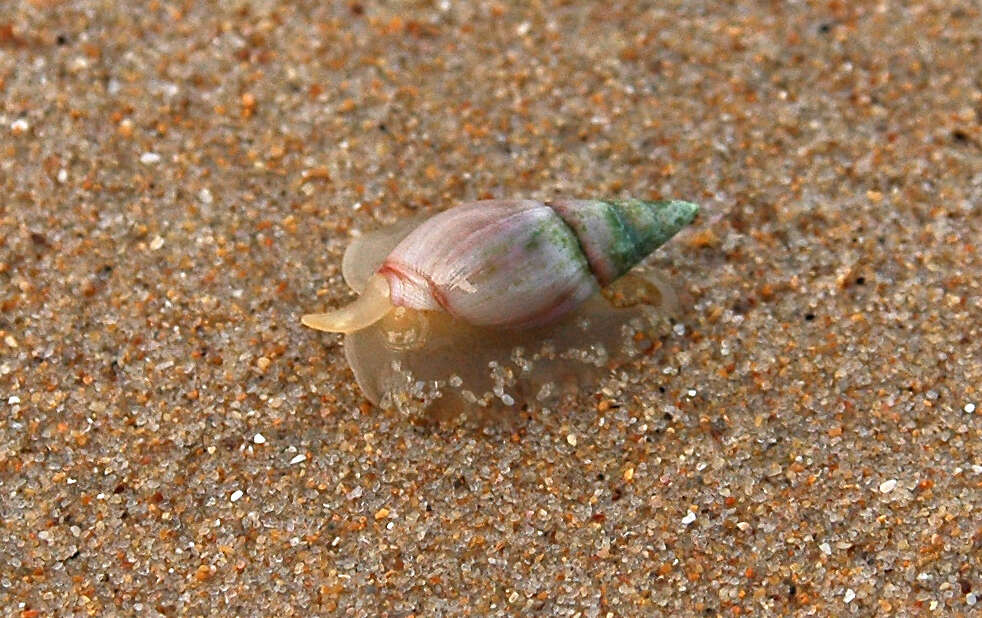 Image of finger plough shell