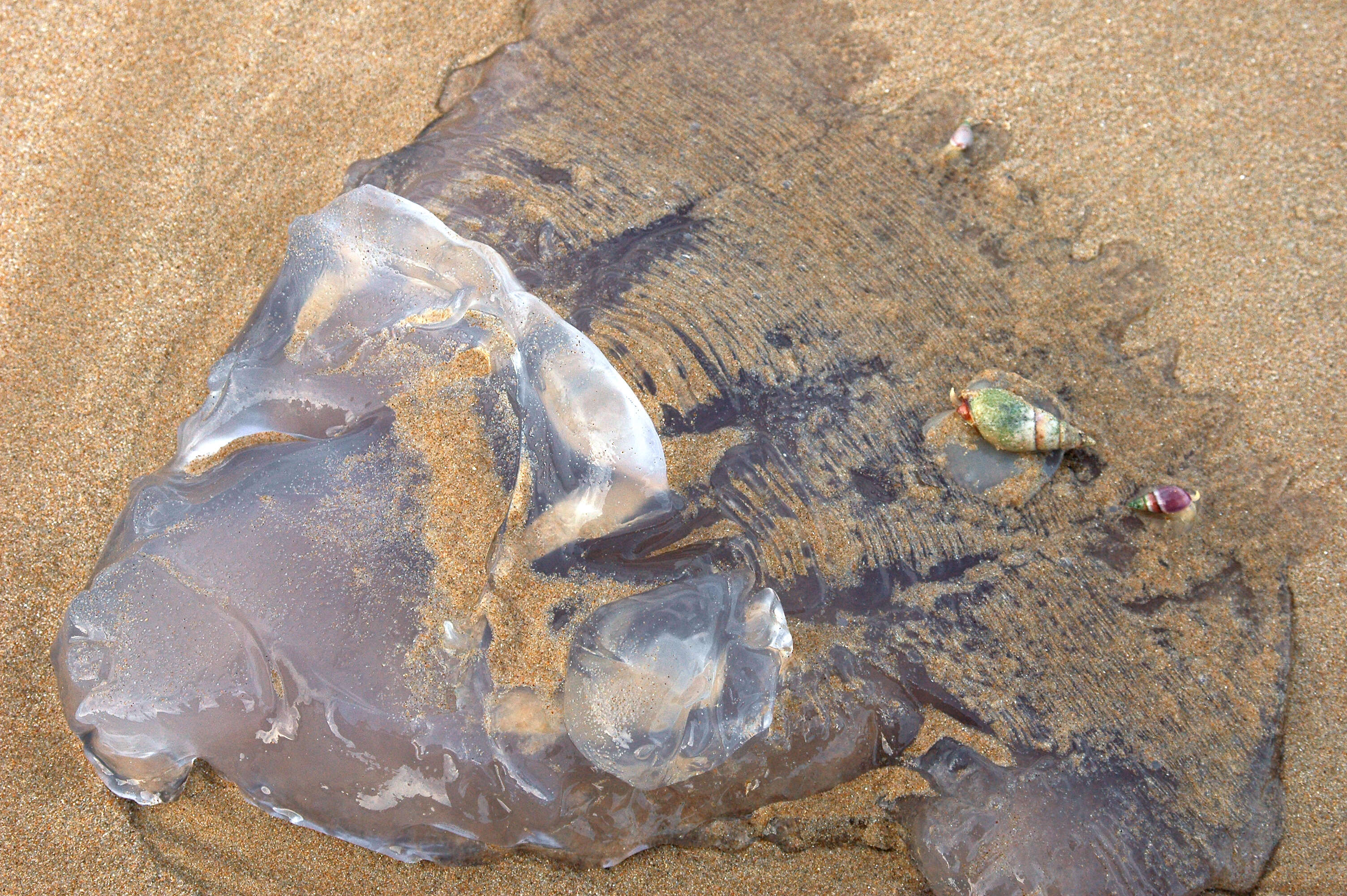 Image of finger plough shell