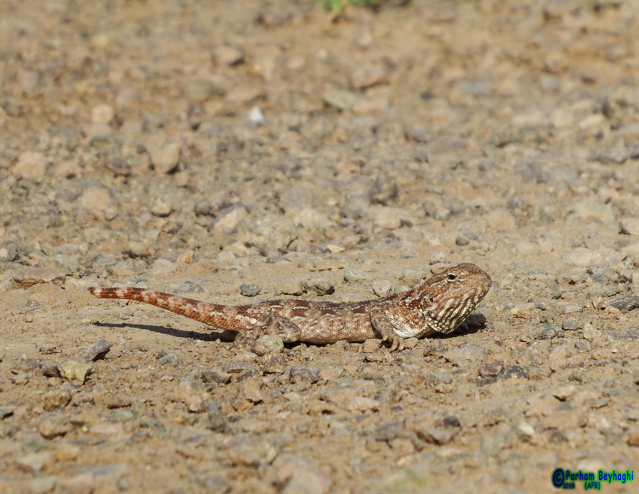 Image of Brilliant ground agama