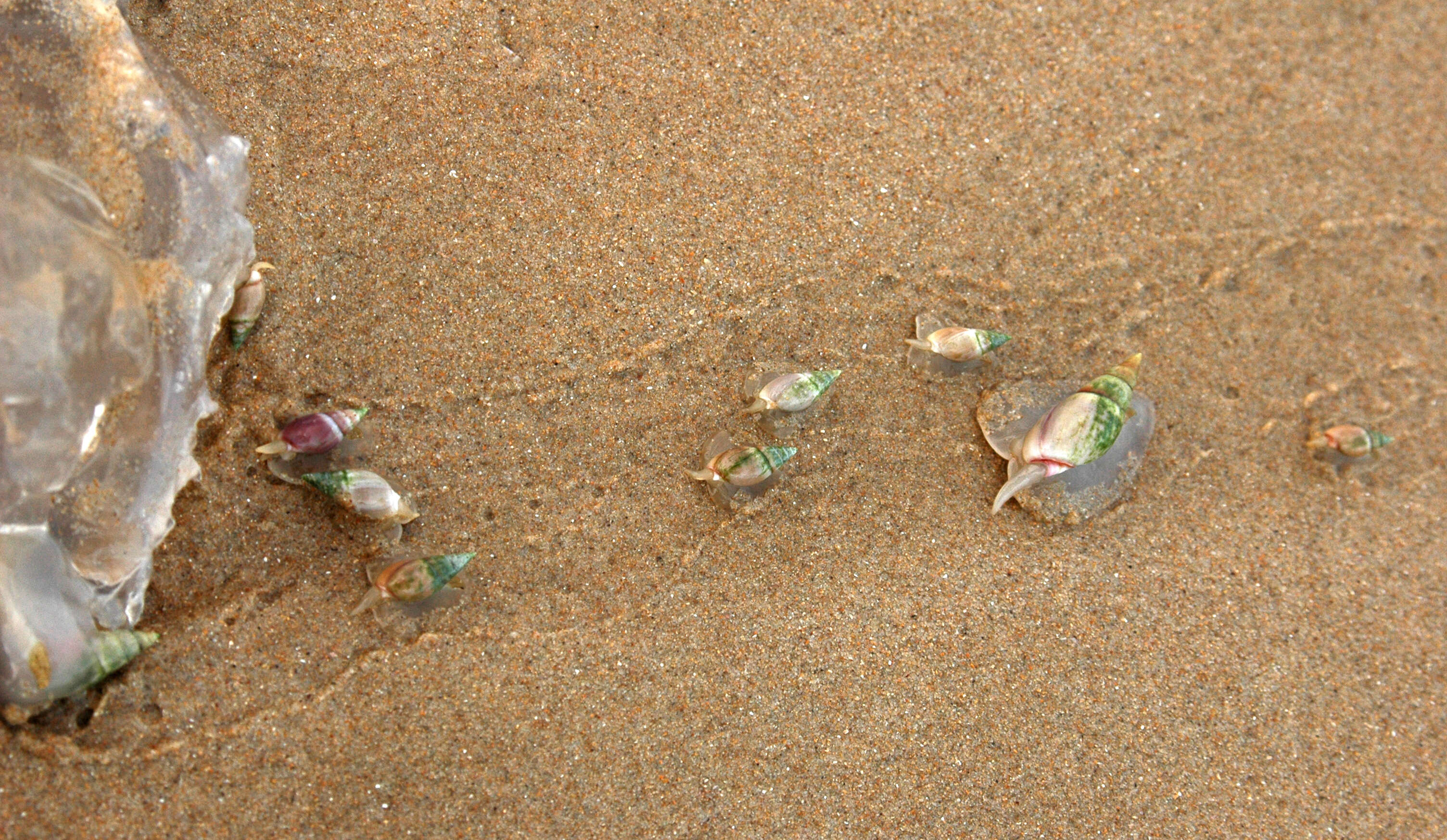 Image of finger plough shell